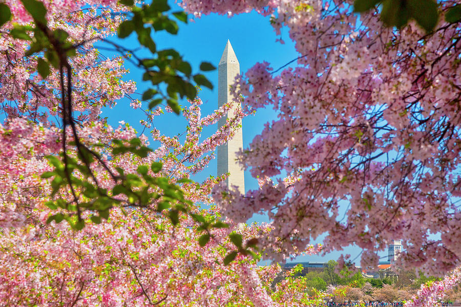 Nature Digital Art - Washington Monument, Washington Dc by Claudia Uripos