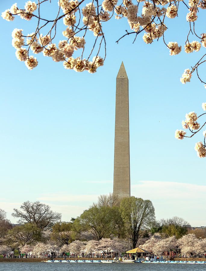 Washington Mounument in Spring Photograph by Amy Sorvillo - Fine Art ...