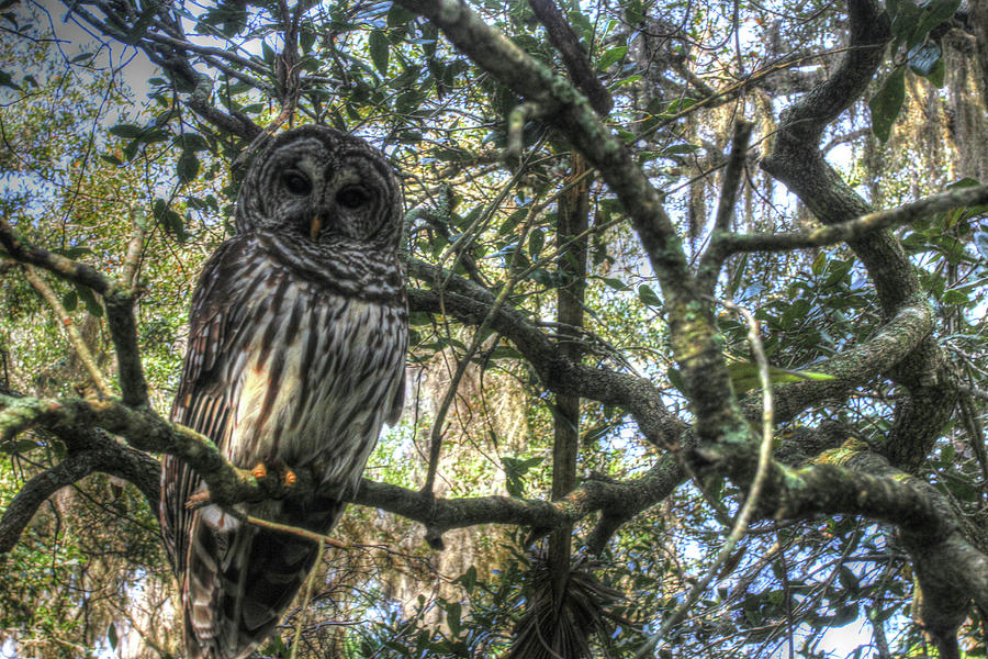Owl Photograph - Washington Oaks Owl by Robert Goldwitz