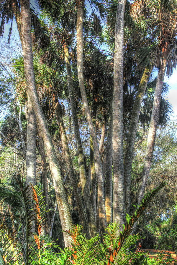 Jungle Photograph - Washington Oaks Vertical 2 by Robert Goldwitz
