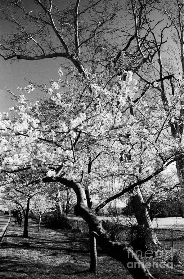 Washington Springtime No.1 Photograph by Steve Ember