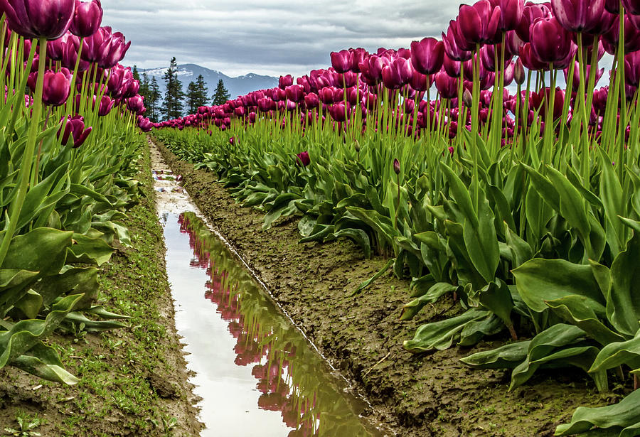 Washington State Tulip Festival Reflections Photograph by I The