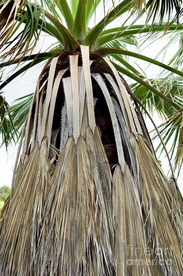 Washingtonia Filifera Photograph by Dr Jeremy Burgess/science Photo ...