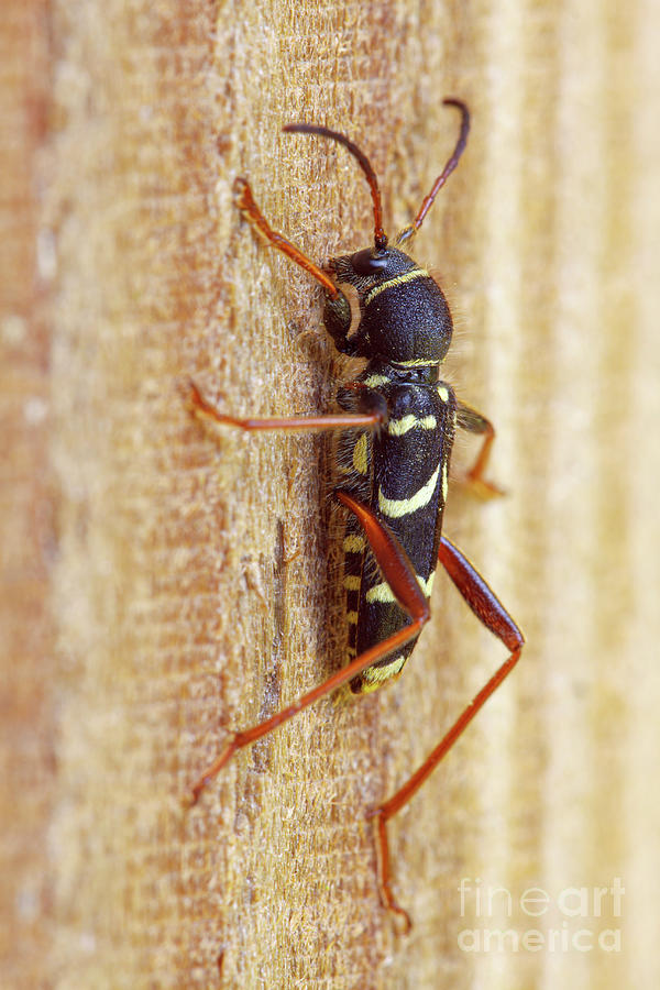 Wasp Beetle Photograph by Heath Mcdonald/science Photo Library