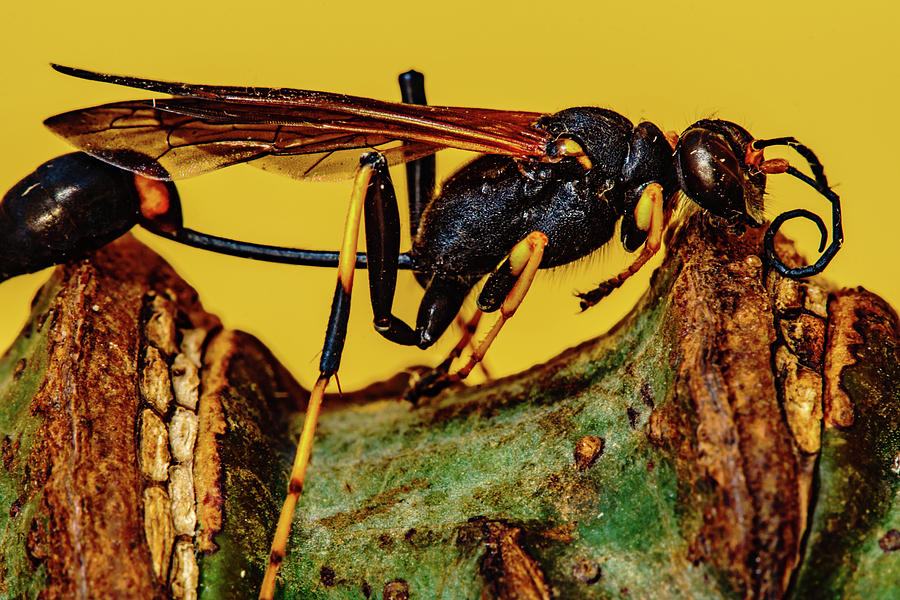 Wasp just had Enough Photograph by John Bauer