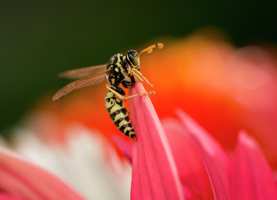 Wasp On A Petal Photograph