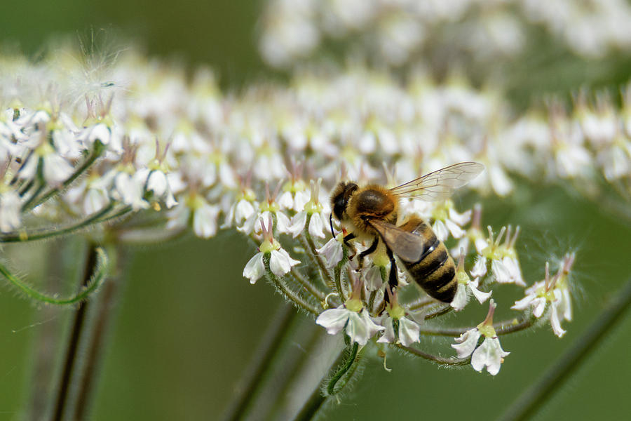 Wasp on cow parsley Photograph by Scott Lyons