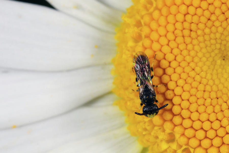 Wasp on Flower 6051502 by Rick Veldman Wasp on Flower 6051502 by Rick Veldman
