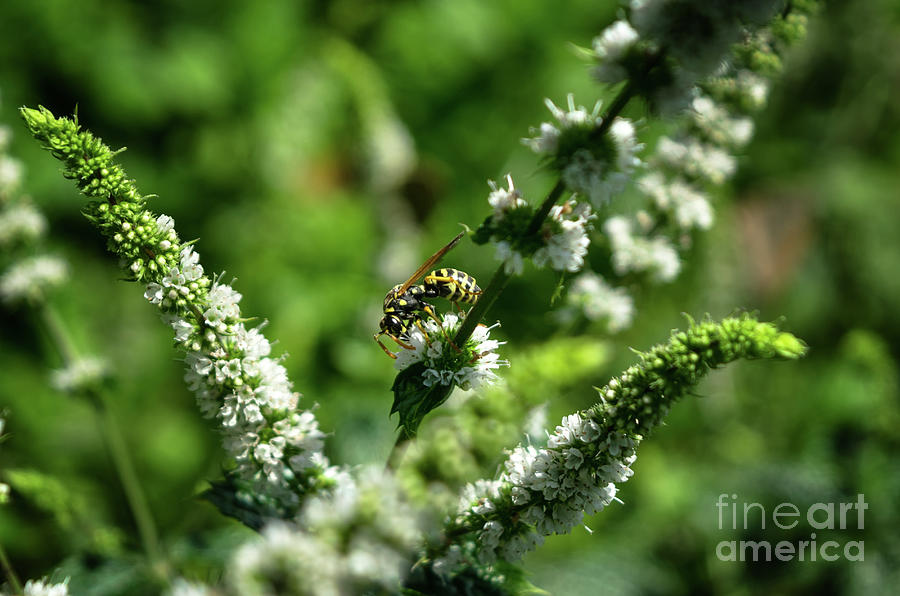 Wasp On Peppermint Flowers Photograph by Michelle Meenawong