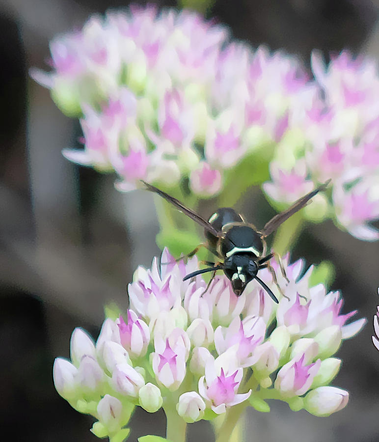 Wasp on Sedum Photograph by Timothy Anable