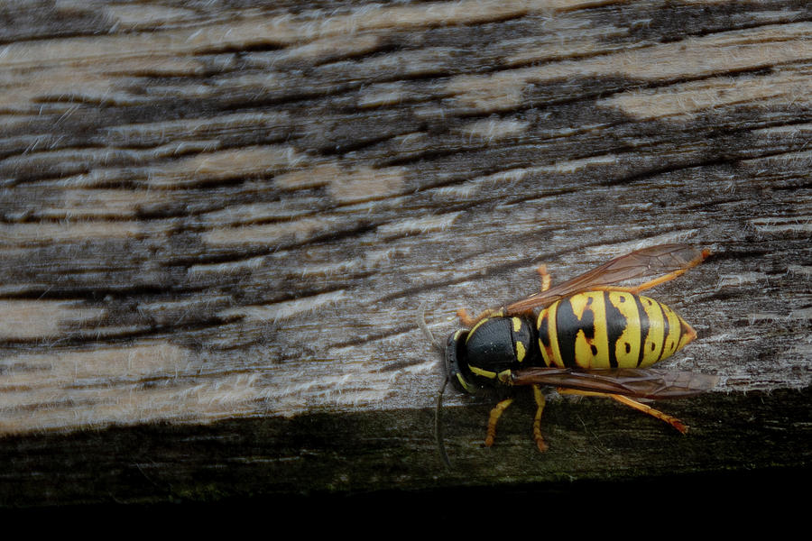 Wasp on wood Photograph by Scott Lyons