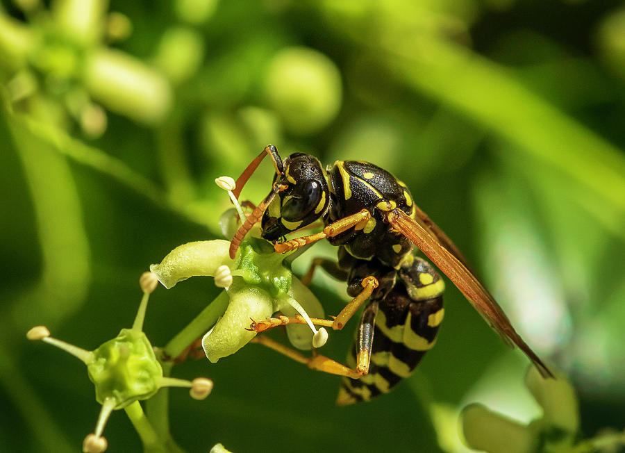 Wasp perched on a plant with a bokeh background Photograph by John ...