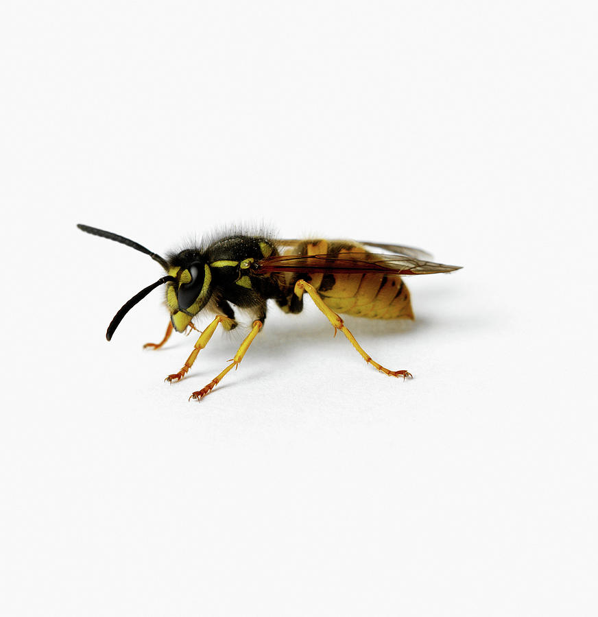 Wasp Digital Art by Simon Murrell - Fine Art America