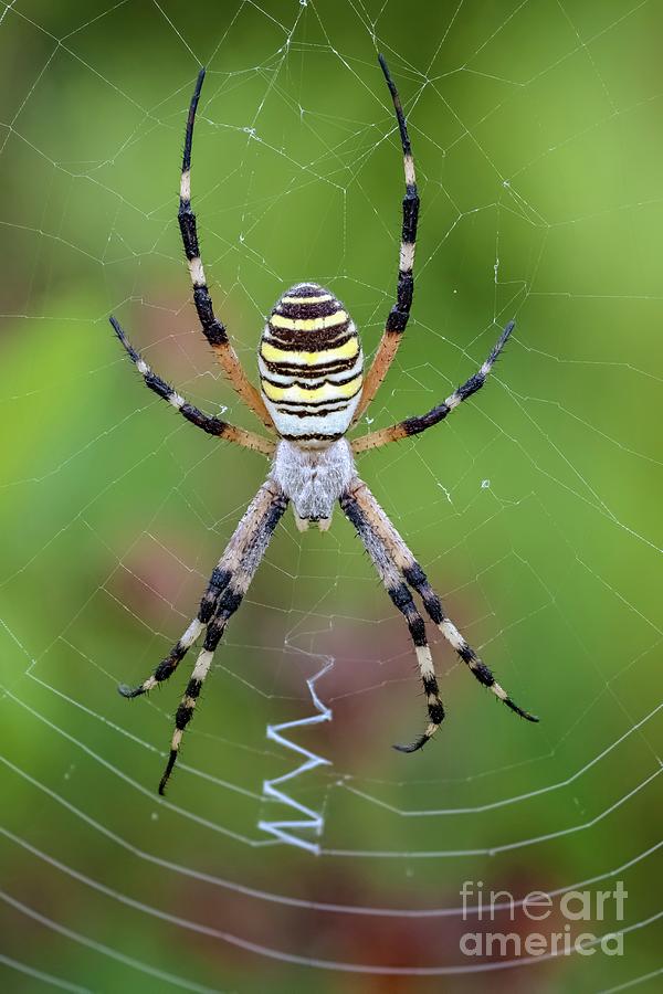 Wasp Spider by Heath Mcdonald/science Photo Library