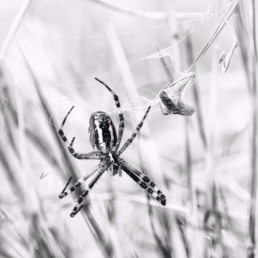 Wasp Spider In Action Photograph by Jaroslav Buna
