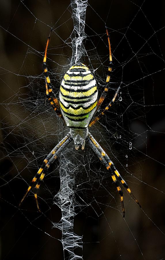 Spider Photograph - Wasp Spider by Nicolae  Stefanel Rusu
