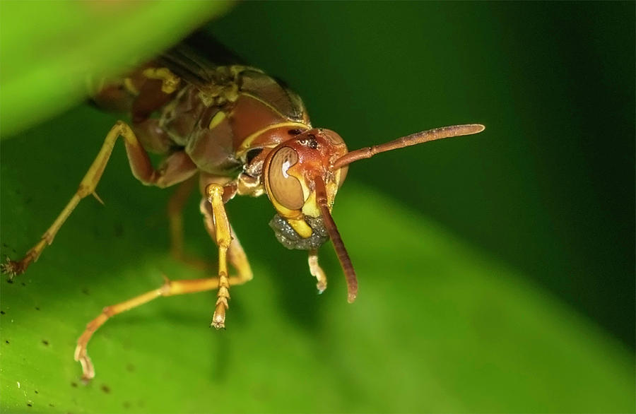 Wasp with mouthful Photograph by Bruce Parmele - Fine Art America