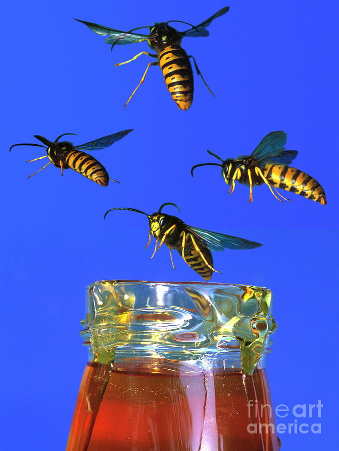 Wasps Around Honey Jar Photograph By Dr John Brackenbury Science Photo Library Pixels