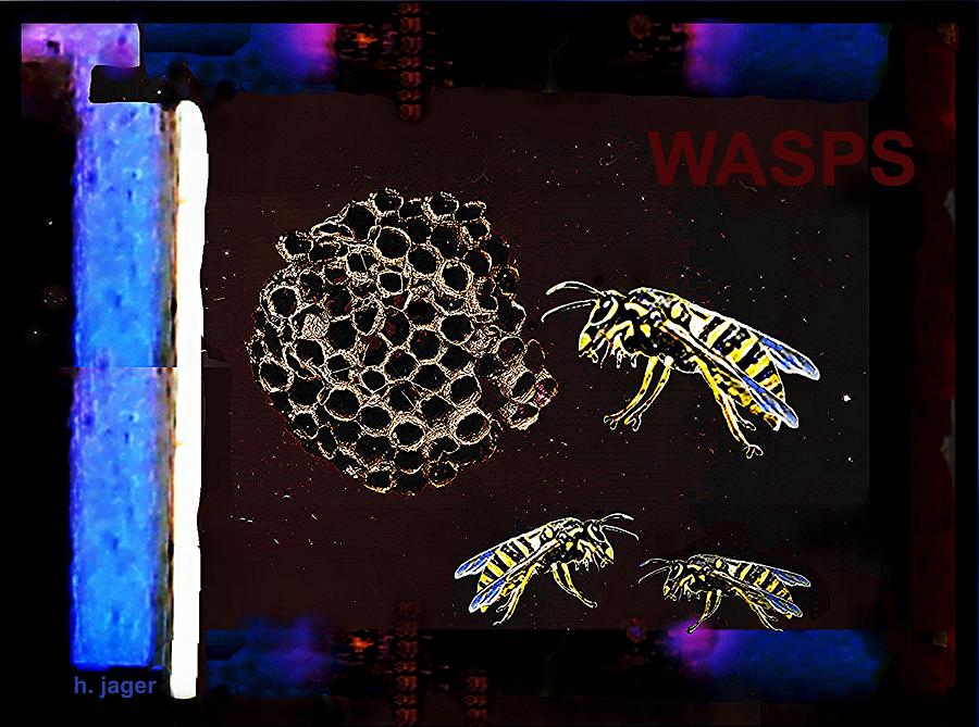 Wasps Photograph