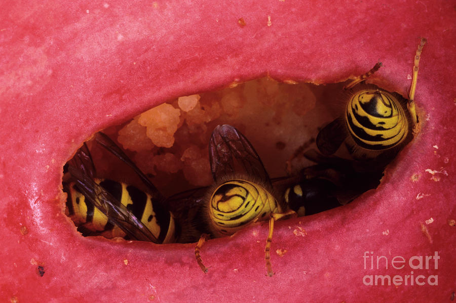 Wasps In A Rotting Apple By Dr John Brackenbury Science Photo Library