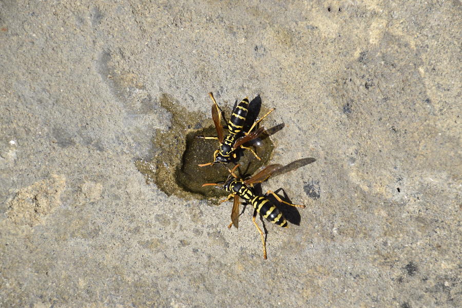 Nature Photograph - Wasps Polistes Drink Water. Polistes Dominula by Cavan Images