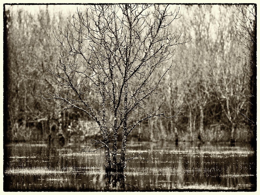 Wasserbaum Photograph by Jorg Becker
