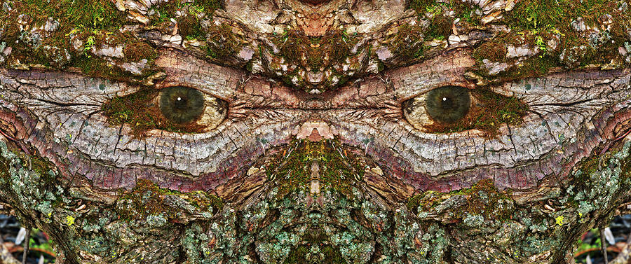 Watcher  in the Wood #1 - Human face and eyes hiding in mirrored tree feature- Green Man  Photograph by Peter Herman