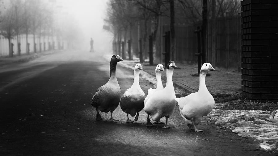 Geese Photograph - Watcher by Marius Cintez?