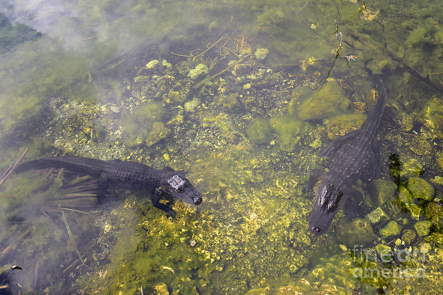 Watchful Alligators In The Florida Keys Photograph