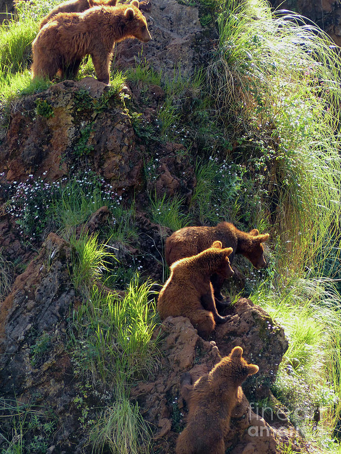 Brown Bears Playground Photograph by Phil Banks