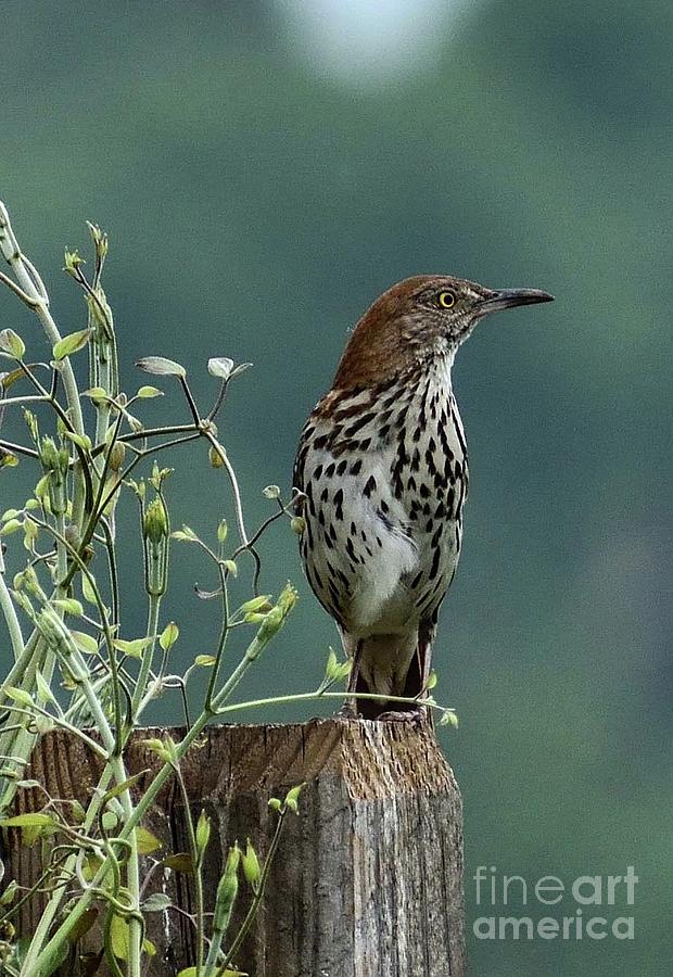 Watchful Brown Thrasher Photograph by Cindy Treger