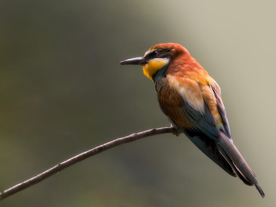 Bird Photograph - Watchful by Cristiano Giani