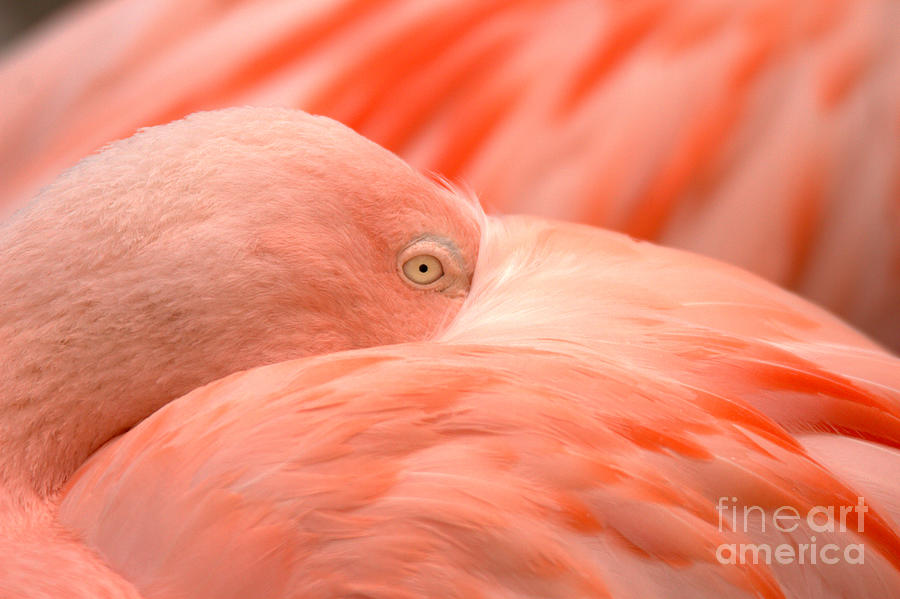 Watchful Eye Of The Flamingo Photograph by Adam Jewell