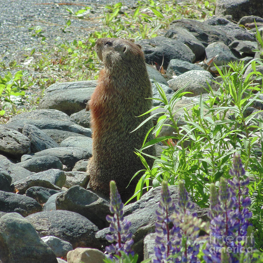 Watchful Groundhog Photograph by Amy E Fraser