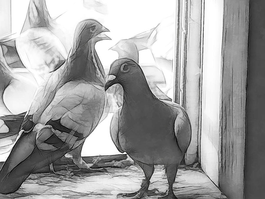Watchful Homing Pigeons Sketch Photograph by Don Northup