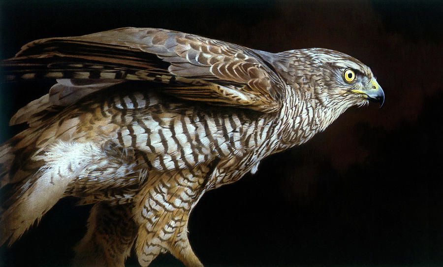 Hawk Painting - Watchful by Joh Naito
