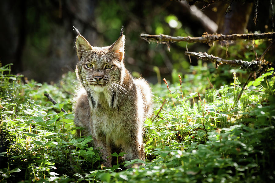Watchful Mama Lynx Photograph by Tim Newton