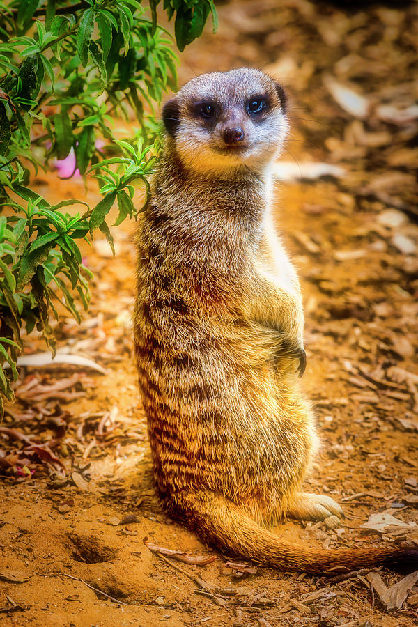Watchful Meerkat Photograph by Garry Gay