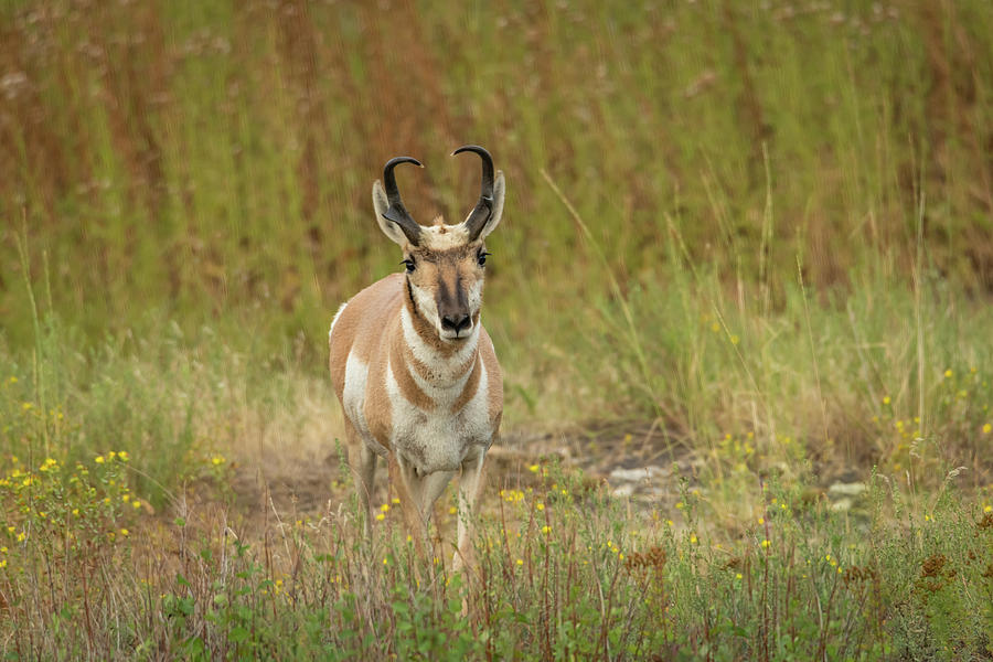 Watchful Pronghorn Photograph by Constance Puttkemery