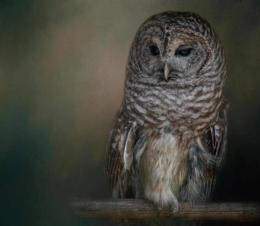 Watchful Rest by Kelley Parker Watchful Rest by Kelley Parker