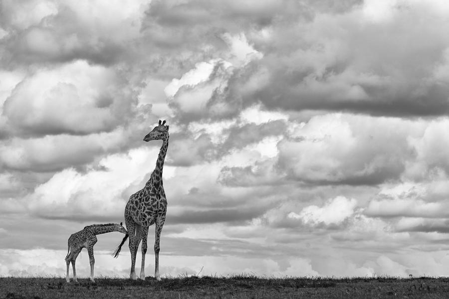 Giraffe Photograph - Watching For Lions by Peter Hudson