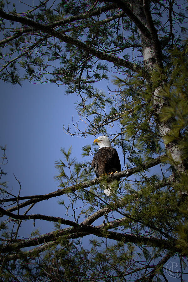 Watching Me by Patrick Groleau Watching Me by Patrick Groleau