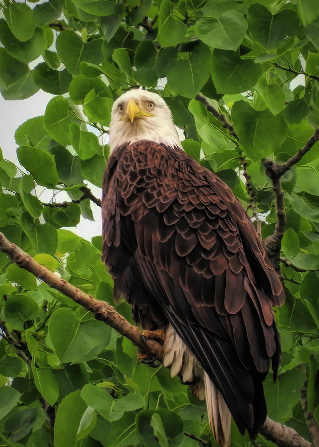 Watching My Territory by Jack Wilson Watching My Territory by Jack Wilson