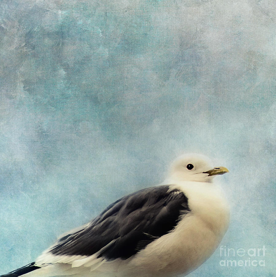 Seagull Photograph - Watching by Priska Wettstein