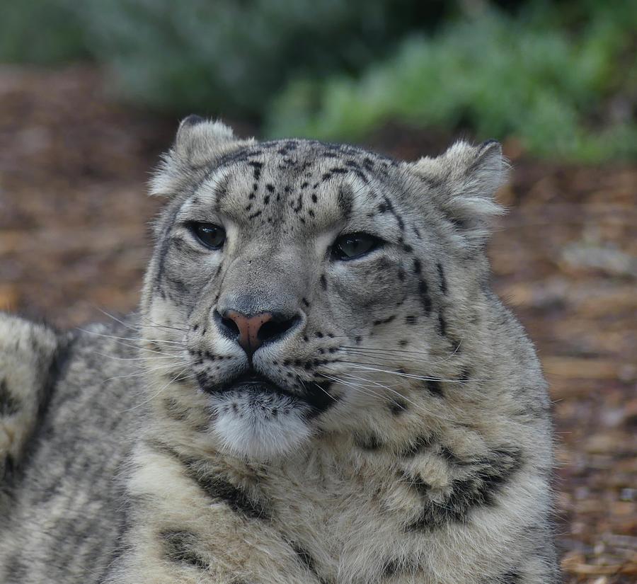 Watching Snow Leopard Photograph by Margaret Saheed