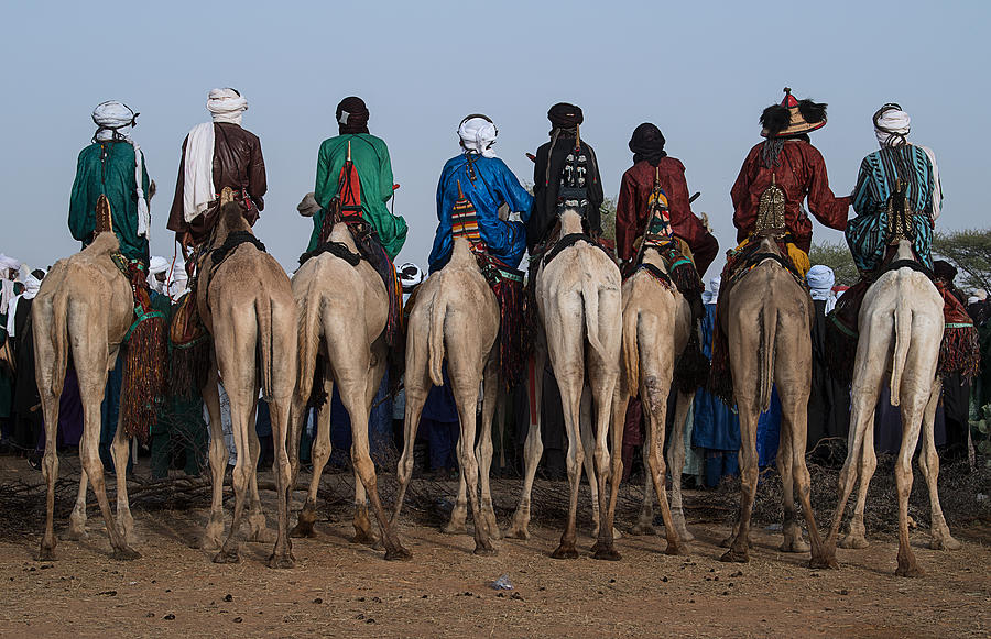 Camel Photograph - Watching The Gerewol Festival From The Camels - Niger by Joxe Inazio Kuesta Garmendia