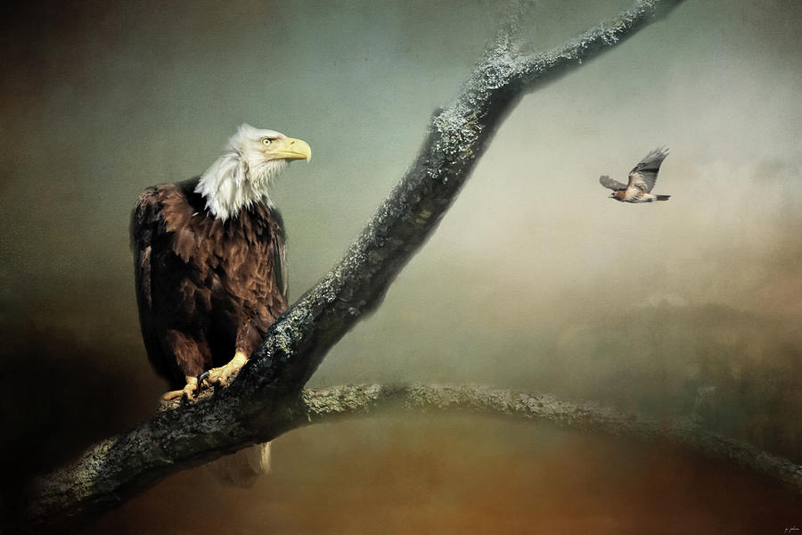 Eagle Photograph - Watching The Intruder by Jai Johnson