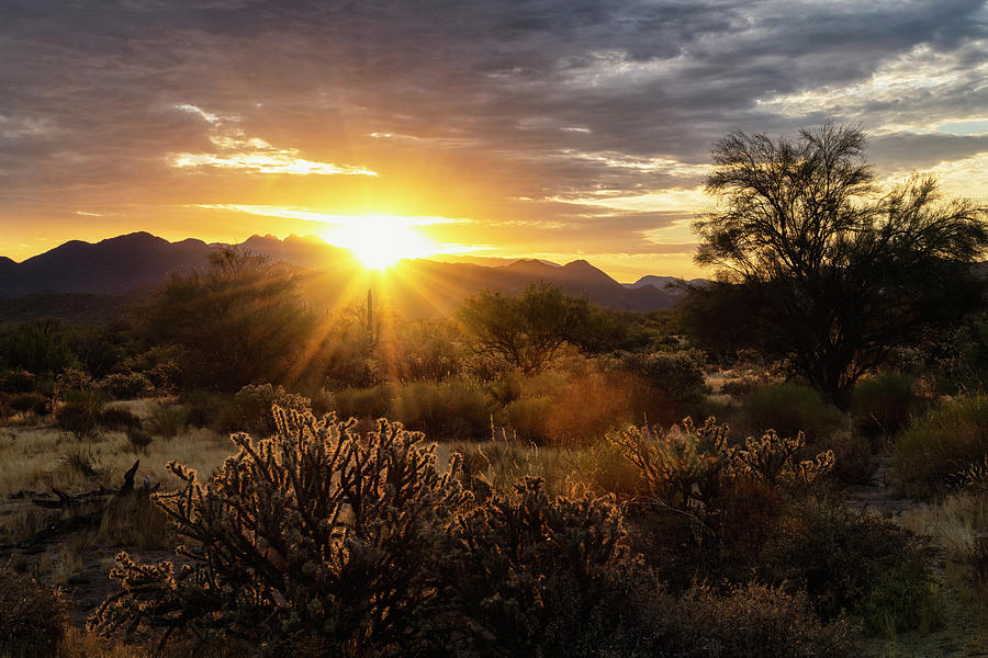 Watching The Sun Rise In The Sonoran  Photograph by Saija Lehtonen