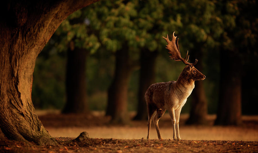 Watching The Sunrise Photograph by Markbridger