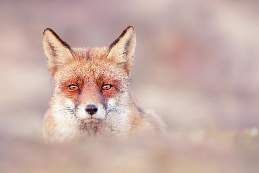 Animal Photograph - Watching The Watcher by Roeselien Raimond